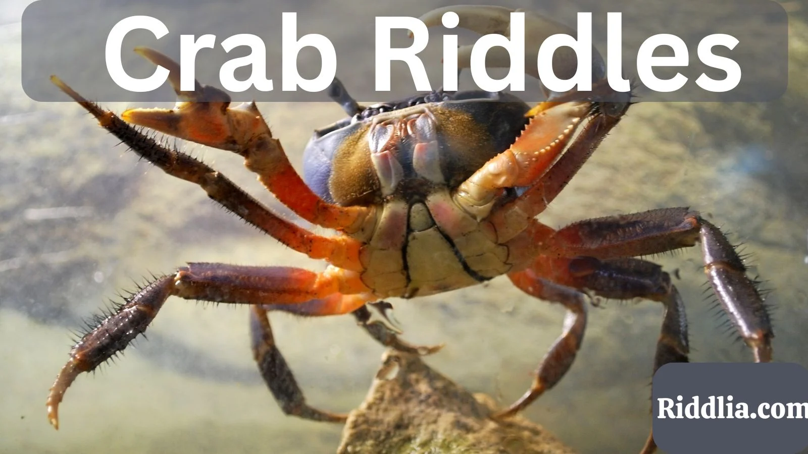 Crab Riddles