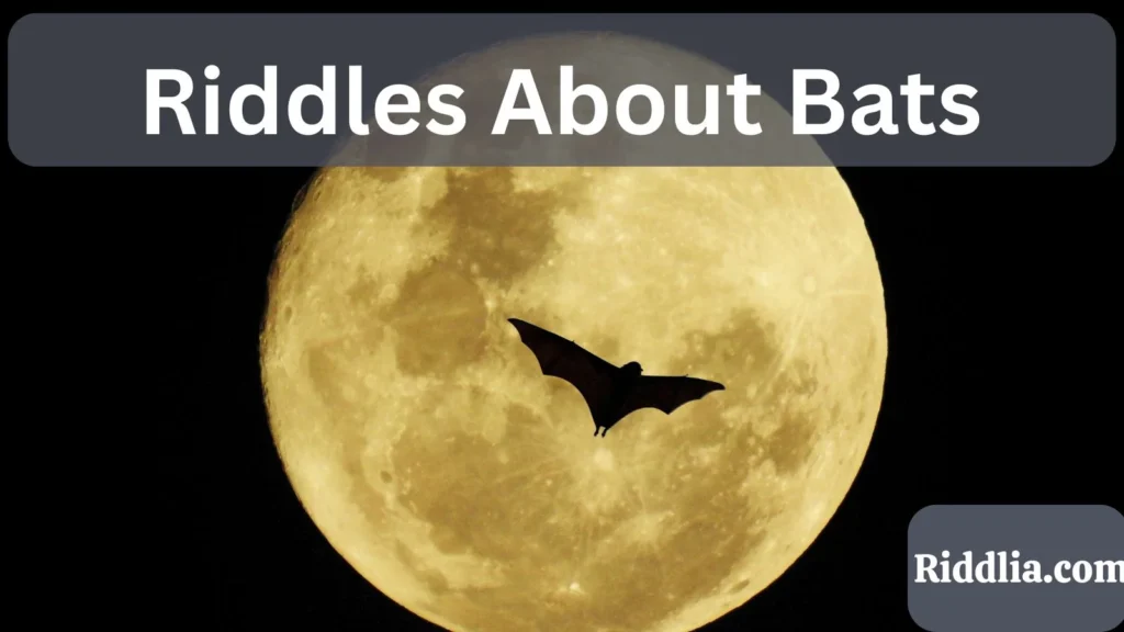Riddles About Bats